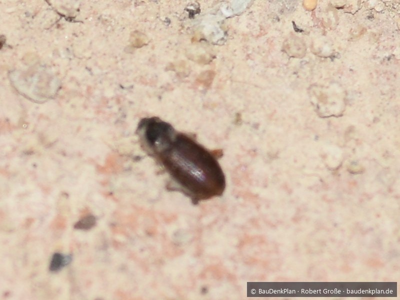 Gew&ouml;hnlicher Nagek&auml;fer auf einer Putzoberfl&auml;che, daneben Bohrmehl
