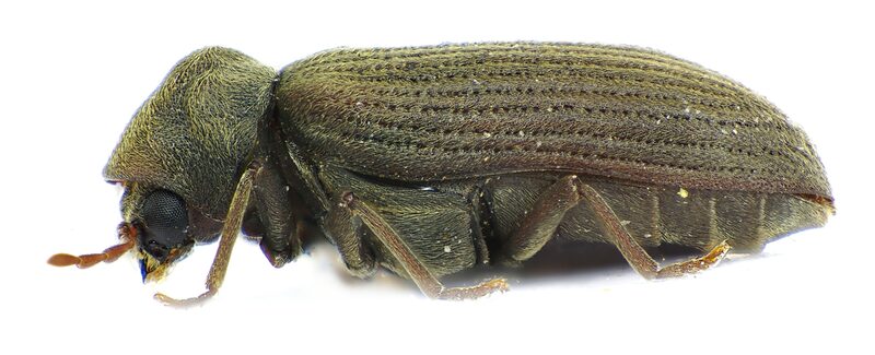 Gew&ouml;hnlicher Nagek&auml;fer (Anobium punctatum) neben seinen Ausschlupfl&ouml;chern im Holz