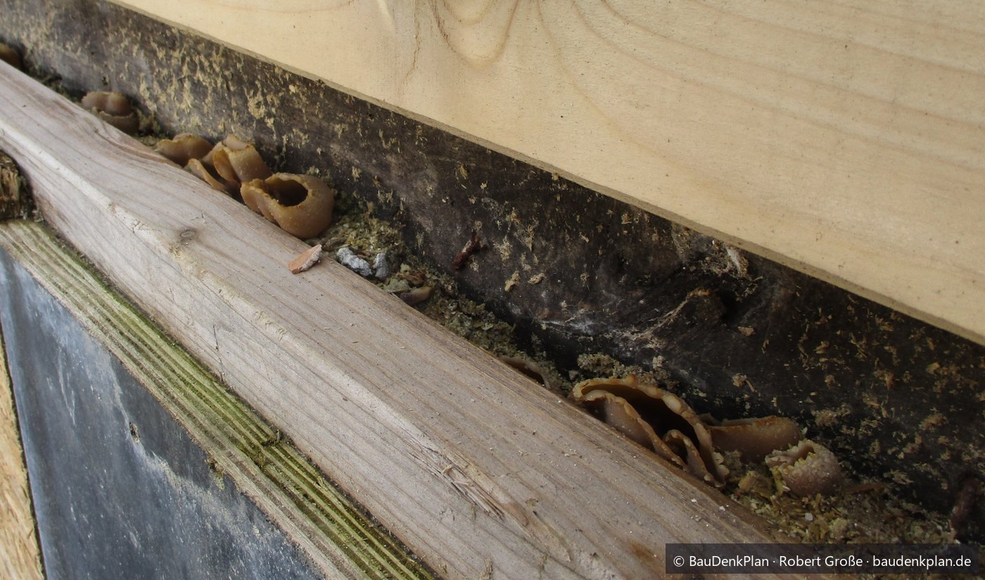 Becherlinge (Peziza spp.) in der Fuge zwischen Schwelle und Beplankung, dahinter dunkel verf&auml;rbtes Holz