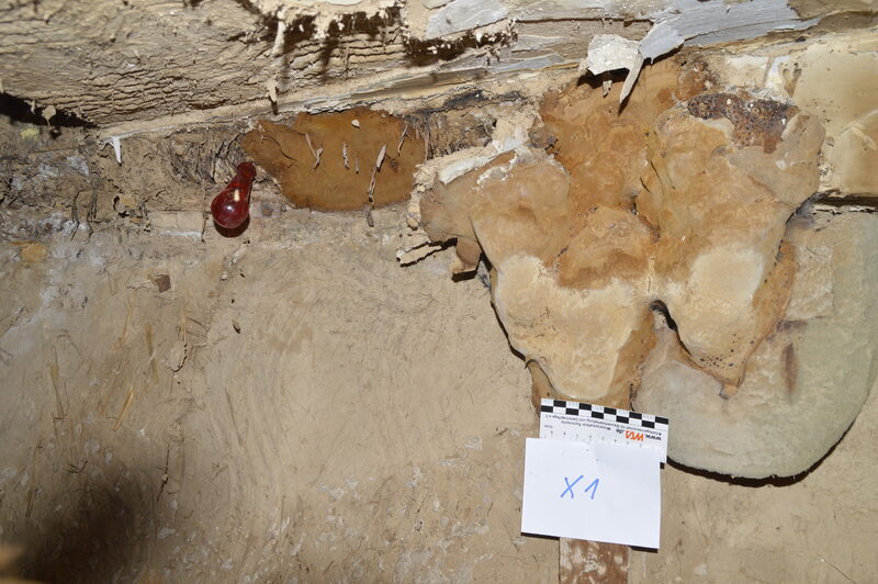 Fruchtk&ouml;rper des Ausgebreiteten Hausporlings Donkioporia expansa an befallenem Eichenholz