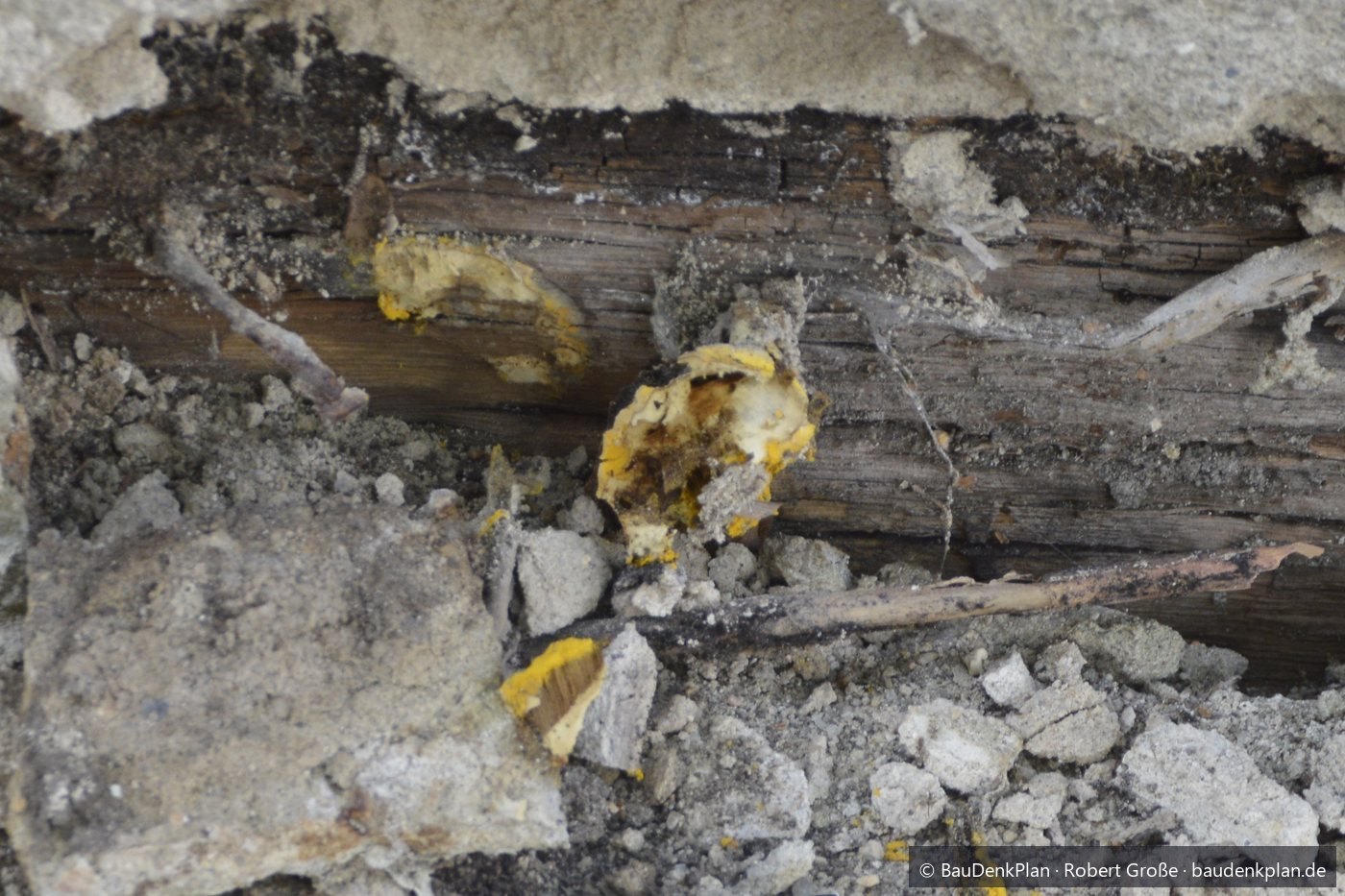 Gelbe Fruchtk&ouml;rper des Gelben Porenschwamms an zersetztem Holz in einer Wand&ouml;ffnung