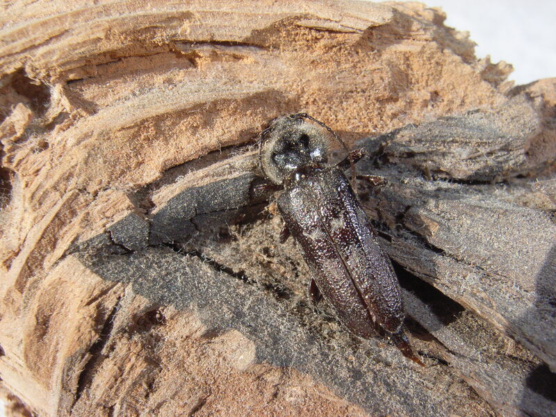 Hausbock (Hylotrupes bajulus) &mdash; ausgewachsener K&auml;fer auf Nadelholz