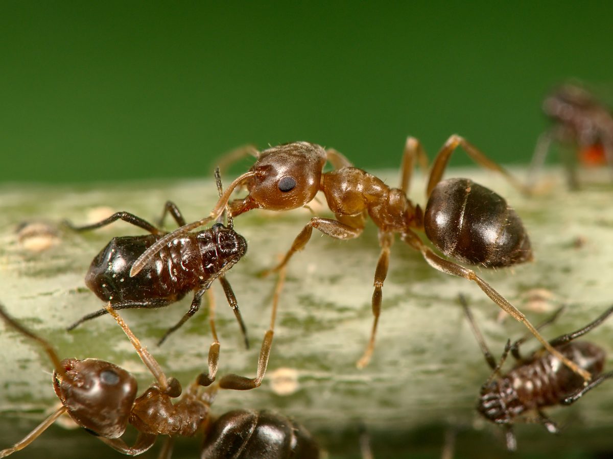 Arbeiterinnen der Braunen Wegameise (Lasius brunneus) an einem Zweig