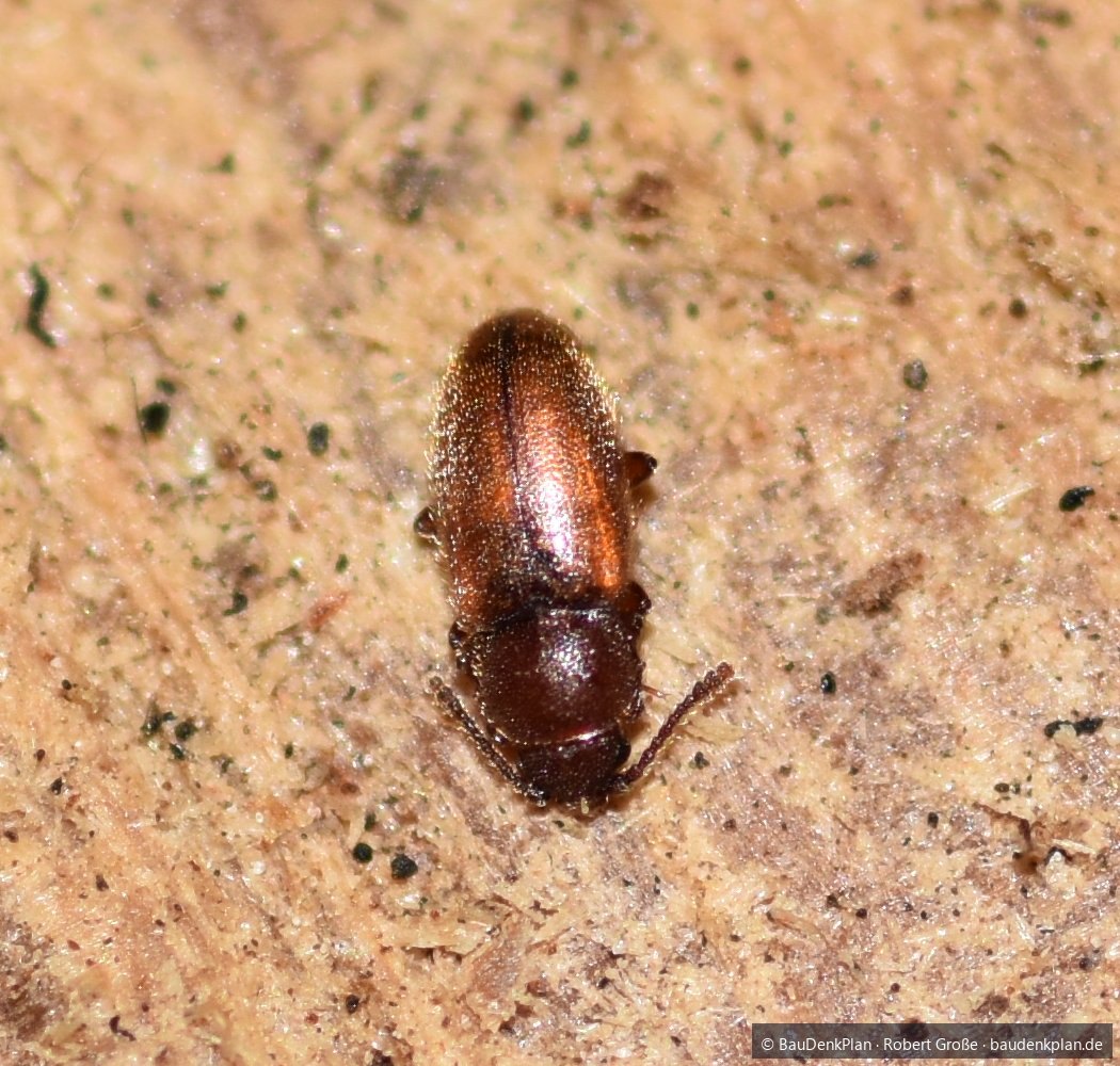 Brauner Splintholzk&auml;fer (Lyctus brunneus) auf einer Splintholzoberfl&auml;che