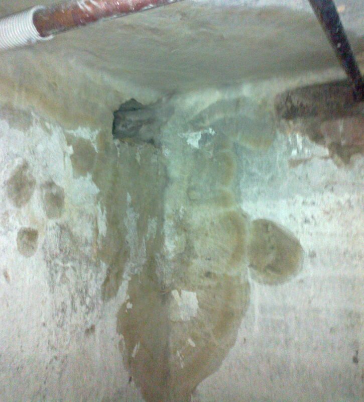 Reinwei&szlig;es f&auml;cherartiges Myzel des Wei&szlig;en Porenschwamms Antrodia vaillantii an einer Kellerwand