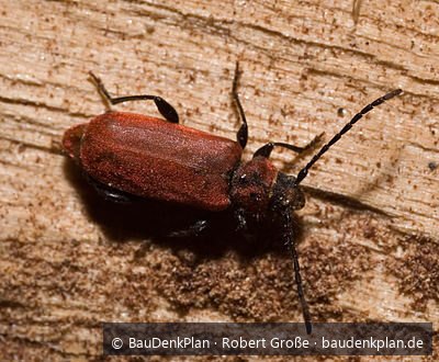 Rothalsbock (Pyrrhidium sanguineum) mit leuchtend rot behaarten Fl&uuml;geldecken auf Eichenholz