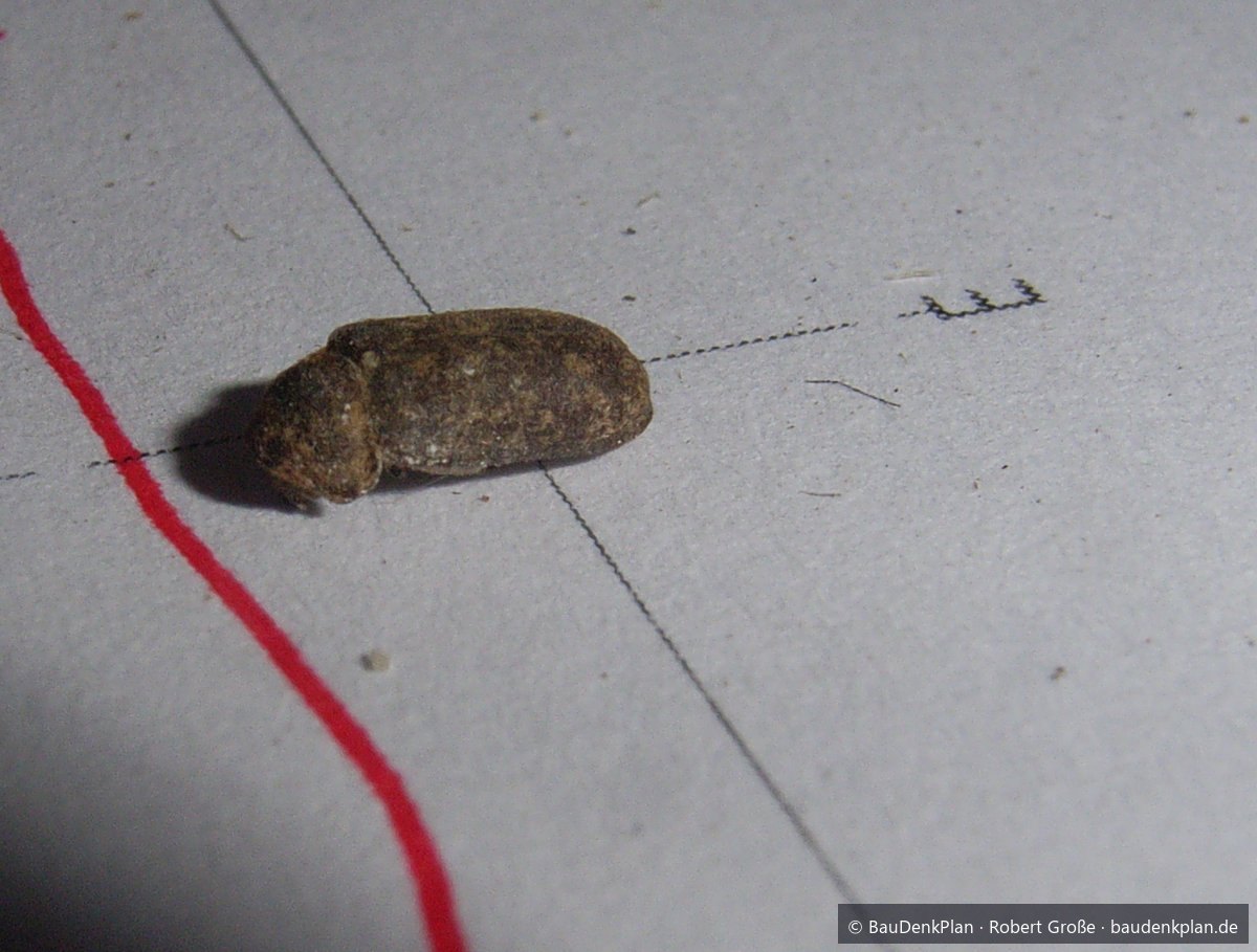 Bunter Nagek&auml;fer (Xestobium rufovillosum), Fund aus der Kelter Stuttgart