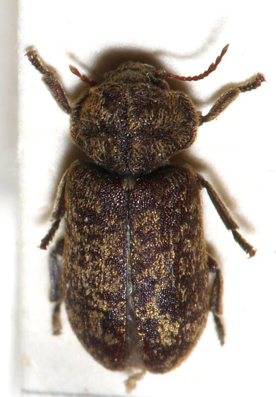 Bunter Nagek&auml;fer (Xestobium rufovillosum), auch Totenuhr genannt, auf befallenem Laubholz